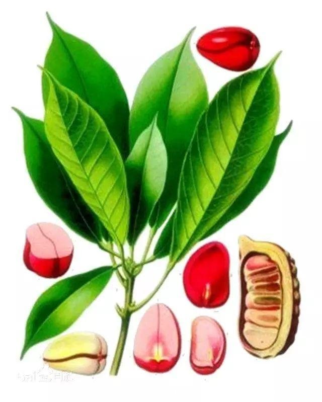 从茶叶中提取咖啡因(从茶叶中提取咖啡因)