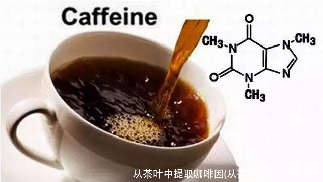 从茶叶中提取咖啡因(从茶叶中提取咖啡因)