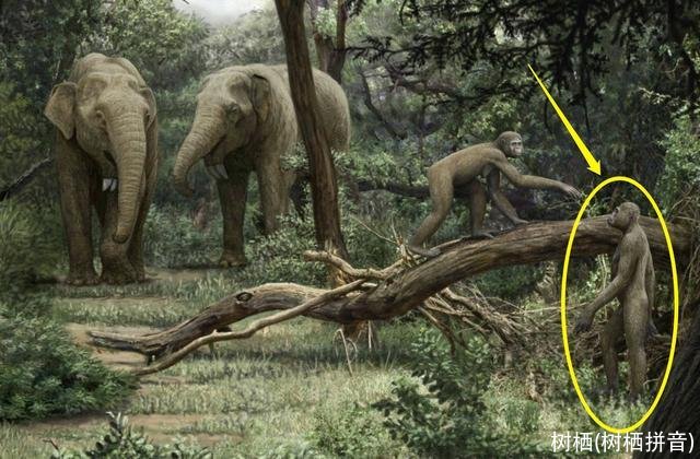 树栖(树栖拼音)