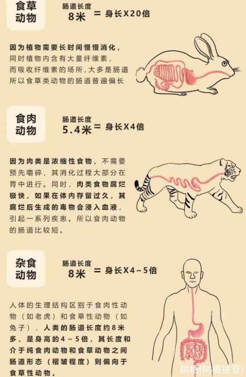 树栖(树栖拼音)