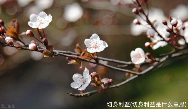 切身利益(切身利益是什么意思)