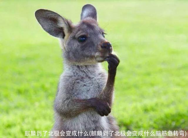 麒麟到了北极会变成什么(麒麟到了北极会变成什么脑筋急转弯)