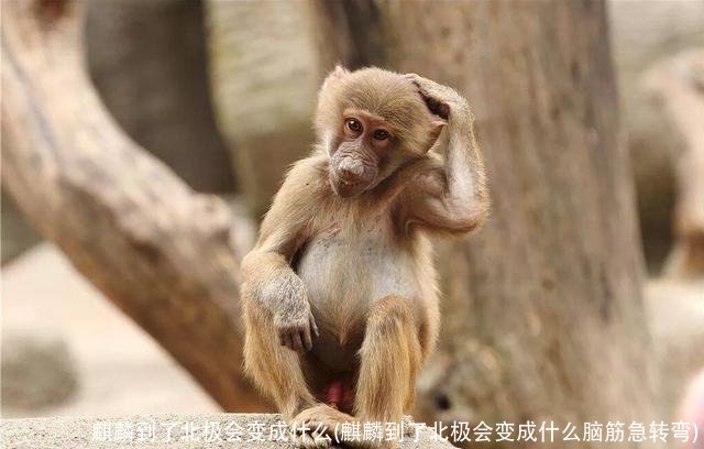 麒麟到了北极会变成什么(麒麟到了北极会变成什么脑筋急转弯)