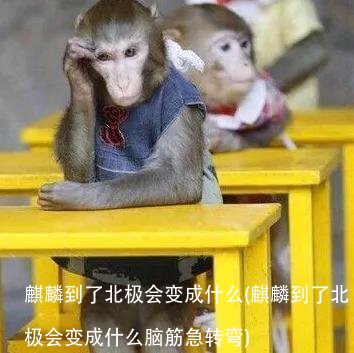 麒麟到了北极会变成什么(麒麟到了北极会变成什么脑筋急转弯)
