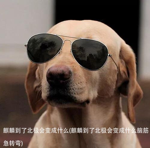 麒麟到了北极会变成什么(麒麟到了北极会变成什么脑筋急转弯)