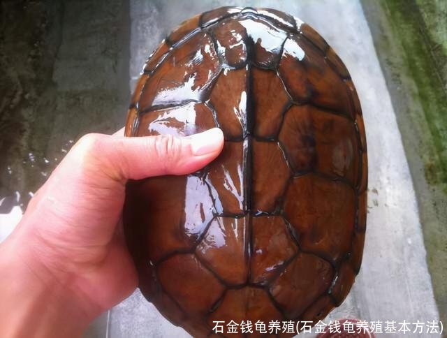 石金钱龟养殖(石金钱龟养殖基本方法)