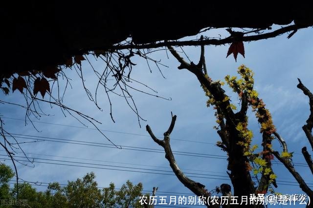 农历五月的别称(农历五月的别称是什么)