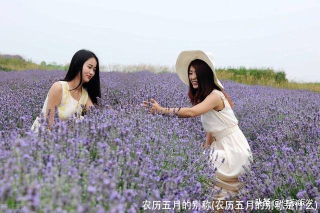 农历五月的别称(农历五月的别称是什么)