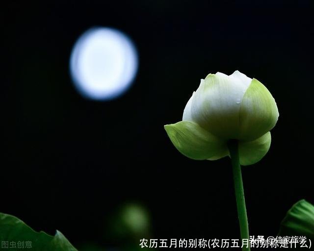 农历五月的别称(农历五月的别称是什么)