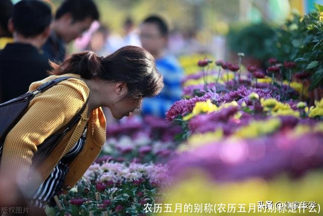 农历五月的别称(农历五月的别称是什么)