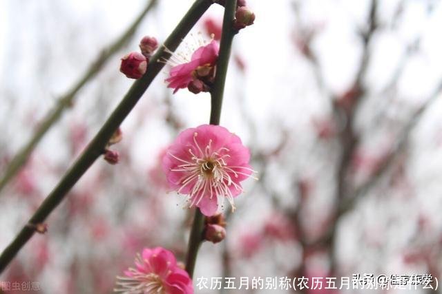 农历五月的别称(农历五月的别称是什么)