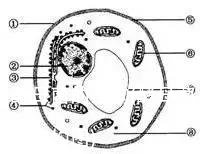 酵母菌的结构(酵母菌的结构图)