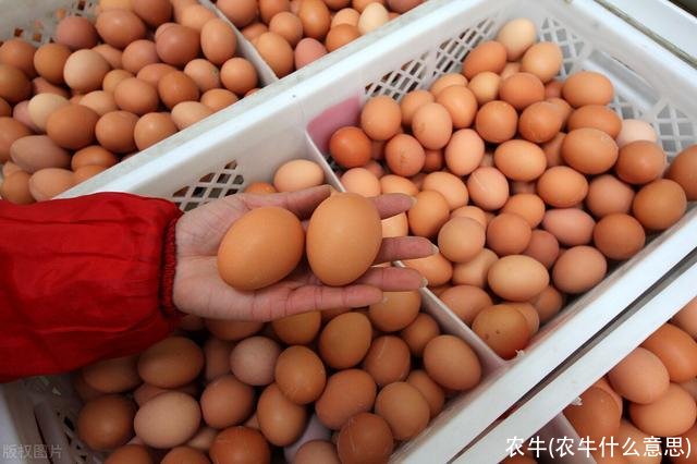 农牛(农牛什么意思)