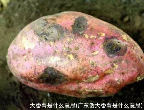 大番薯是什么意思(广东话大番薯是什么意思)