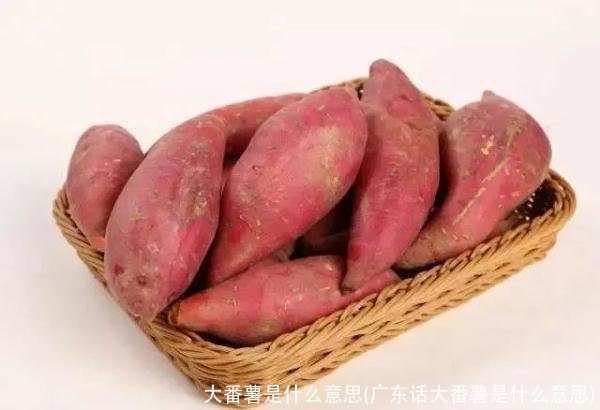 大番薯是什么意思(广东话大番薯是什么意思)