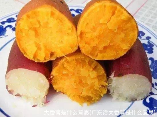 大番薯是什么意思(广东话大番薯是什么意思)