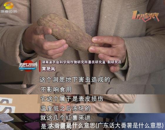 大番薯是什么意思(广东话大番薯是什么意思)