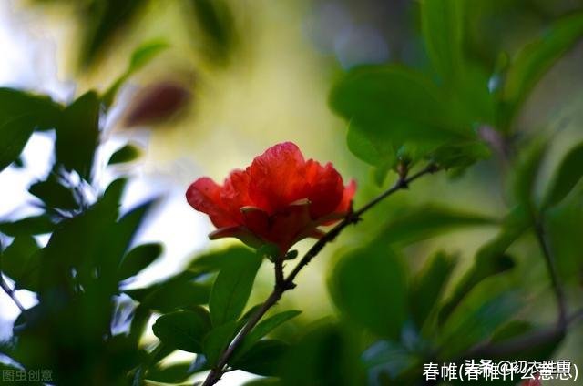 春帷(春帷什么意思)