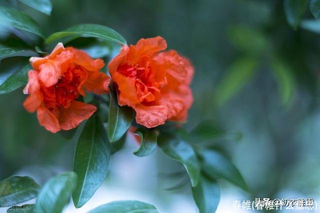 春帷(春帷什么意思)