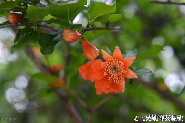 春帷(春帷什么意思)