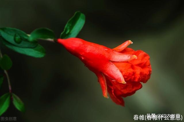 春帷(春帷什么意思)