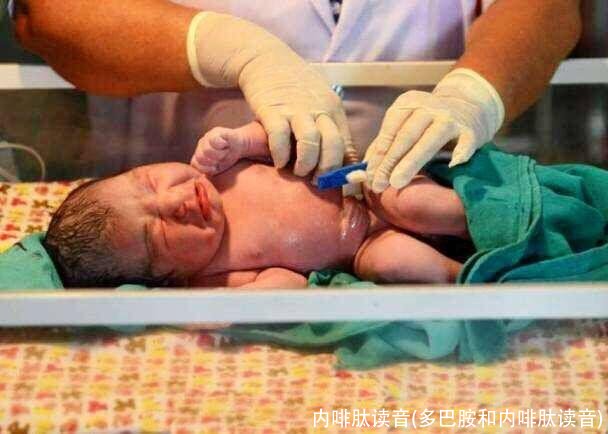 内啡肽读音(多巴胺和内啡肽读音)