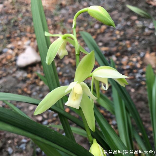 建兰品种(建兰品种大全)