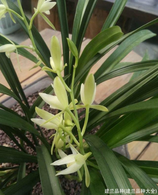 建兰品种(建兰品种大全)