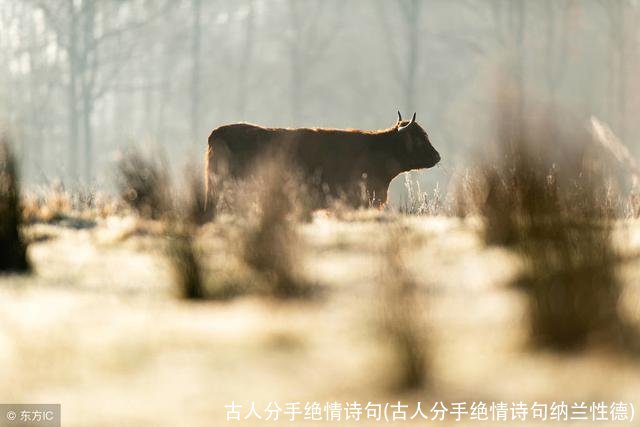 古人分手绝情诗句(古人分手绝情诗句纳兰性德)
