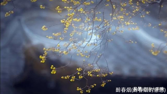 醉春烟(醉春烟的意思)