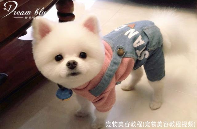 宠物美容教程(宠物美容教程视频)