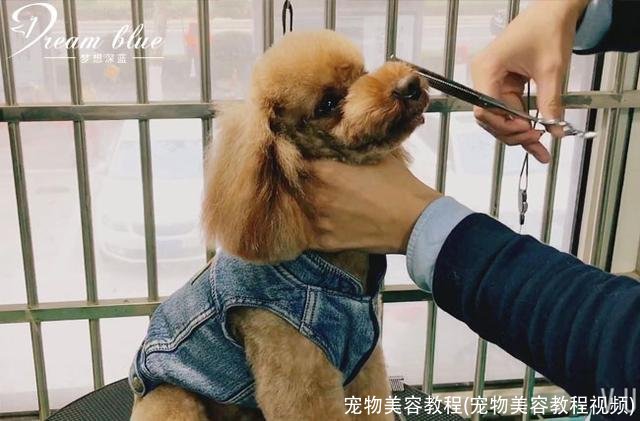 宠物美容教程(宠物美容教程视频)