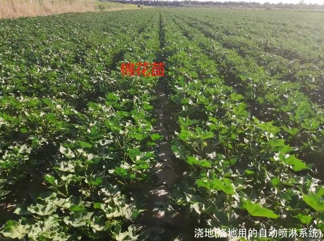 浇地(浇地用的自动喷淋系统)