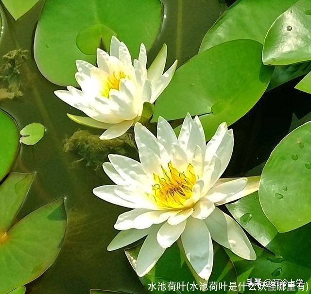 水池荷叶(水池荷叶是什么妖怪哪里有)