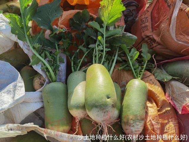 沙土地种植什么好(农村沙土地种植什么好)