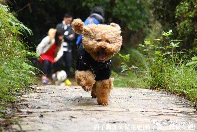 鸽子粪如何做花肥(鸽子粪怎样做花肥)