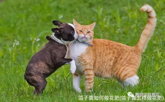 鸽子粪如何做花肥(鸽子粪怎样做花肥)