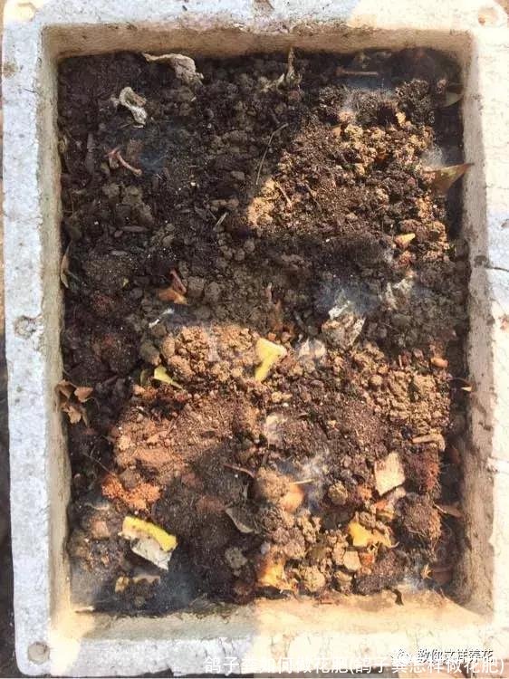 鸽子粪如何做花肥(鸽子粪怎样做花肥)