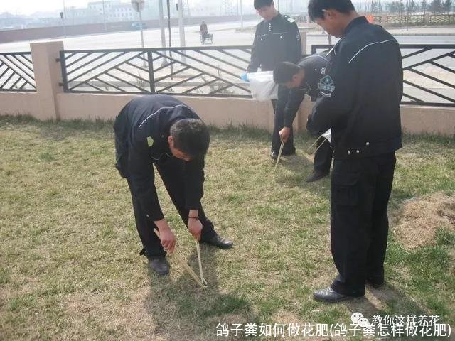 鸽子粪如何做花肥(鸽子粪怎样做花肥)