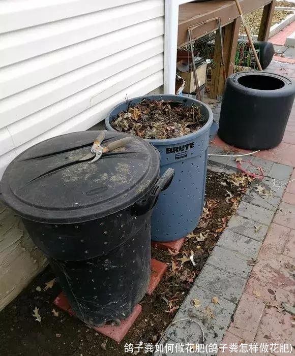 鸽子粪如何做花肥(鸽子粪怎样做花肥)
