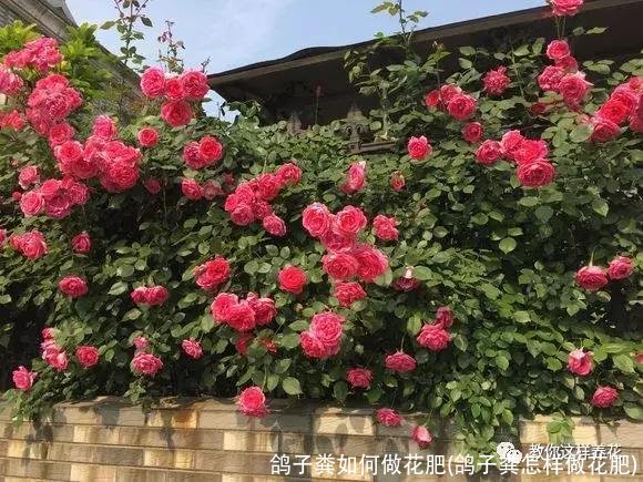 鸽子粪如何做花肥(鸽子粪怎样做花肥)