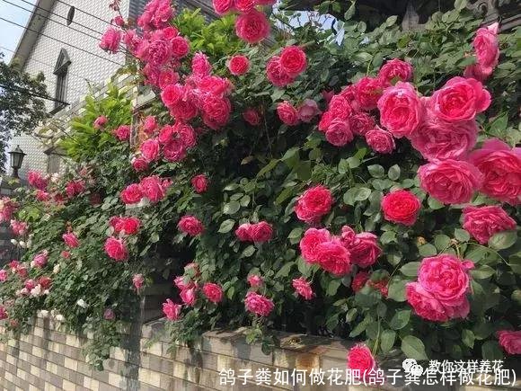 鸽子粪如何做花肥(鸽子粪怎样做花肥)