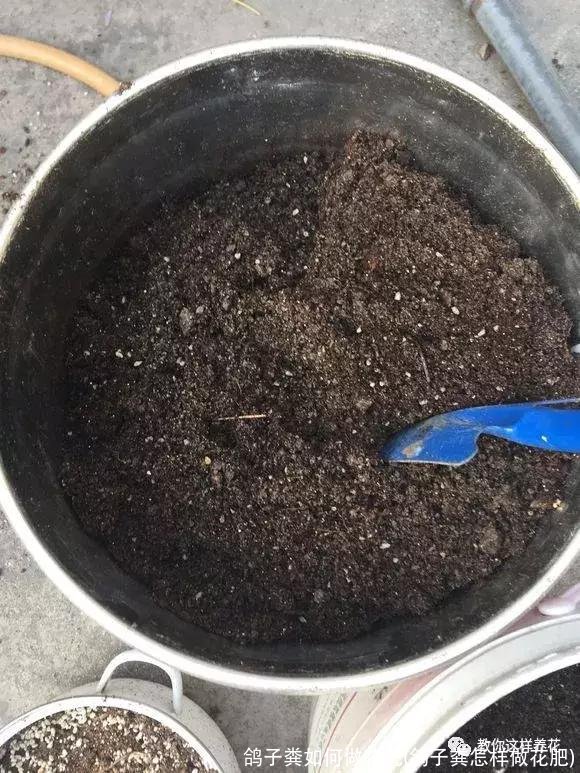鸽子粪如何做花肥(鸽子粪怎样做花肥)