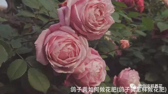 鸽子粪如何做花肥(鸽子粪怎样做花肥)