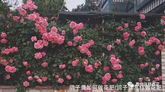鸽子粪如何做花肥(鸽子粪怎样做花肥)