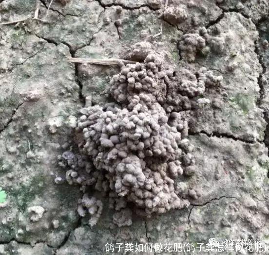 鸽子粪如何做花肥(鸽子粪怎样做花肥)