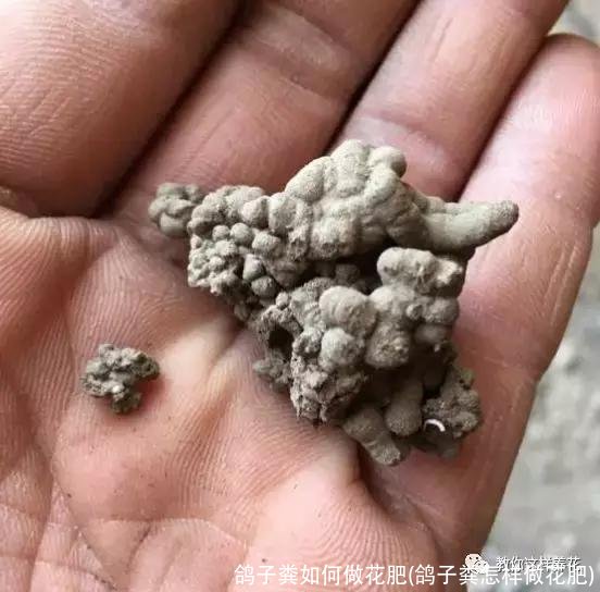 鸽子粪如何做花肥(鸽子粪怎样做花肥)