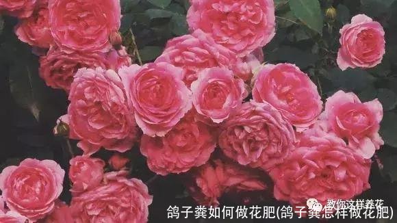 鸽子粪如何做花肥(鸽子粪怎样做花肥)