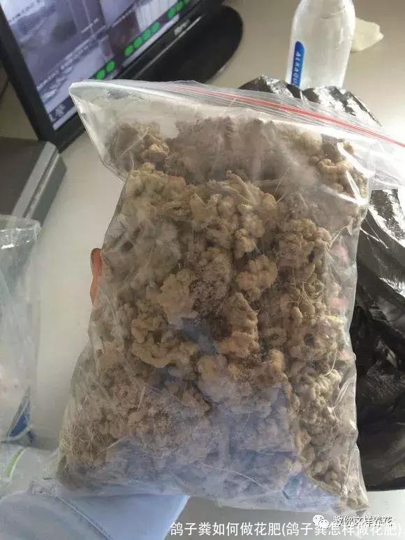 鸽子粪如何做花肥(鸽子粪怎样做花肥)