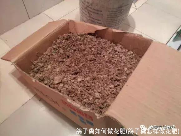 鸽子粪如何做花肥(鸽子粪怎样做花肥)